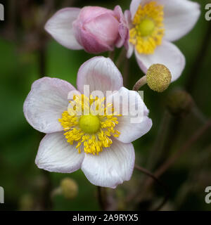Nahaufnahme eines japanischen Anemone Blume Stockfoto