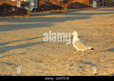 Möwe zu Fuß auf einen leeren Strand bei Sonnenuntergang im Sommer Stockfoto