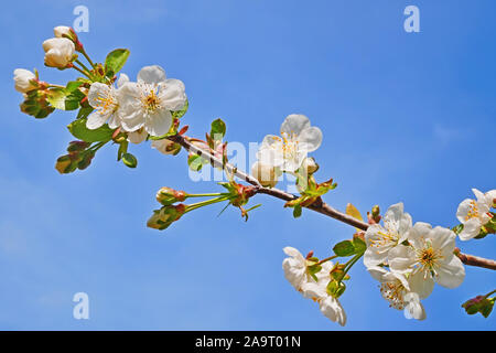 Schönen blühenden Kirschbaum Zweig auf dem Hintergrund der Blauen wolkenlosen Himmel Stockfoto