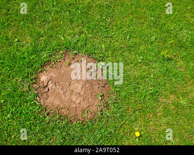 Heap der Boden unter jungen hellen grünen Gras im Frühling, ähnlich wie Maulwurfshügel oder ameisenhaufen mit getrockneten und rissige Oberfläche Stockfoto