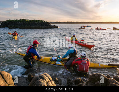 Lamb Island, Firth of Forth, Schottland, Vereinigtes Königreich. November 2019. Kajakfahrer auf der Lothian-See fahren nach Lamb Island. Der Seekajak-Club macht im Winter jedes Jahr eine Reise nach ‘Malvé Bash', um die Insel von Baummalchen zu befreien, die Papageientaucher daran hindern, Höhlen zu machen. Die Insel ist schwer mit dem Boot zu landen, aber mit dem Kajak erreichbar, obwohl es aufgrund des Anschwellens schwierig ist, wieder in die Kajaks zu kommen Stockfoto