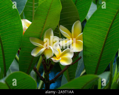 Nahaufnahme der hübschen frangipani Blüten mit gelben und weißen Blüten und großen, grünen Blätter Stockfoto