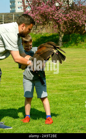 Falconer mit einem Kind ein Harris Hawk Handhabung Stockfoto