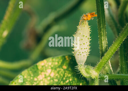 Organic Green Gurken wachsen auf Reben im Gemüsegarten. Stockfoto