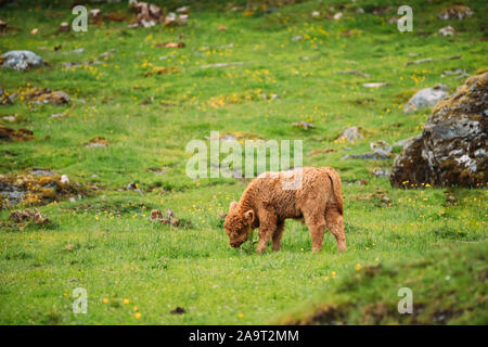 Highland Rinder Kühe grasen im Sommer auf der Weide. Lustige schottische Rinderrasse Kalb Wandern in der Wiese im Sommer Tag. Stockfoto