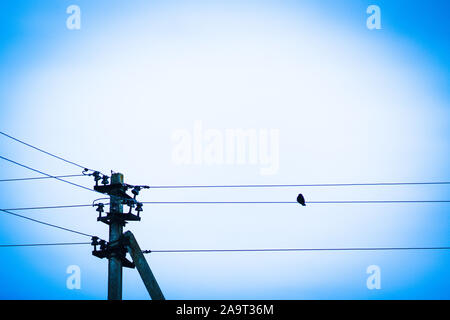 Kleiner Vogel sitzt auf einem elektrischen Draht vor blauem Himmel. Stockfoto