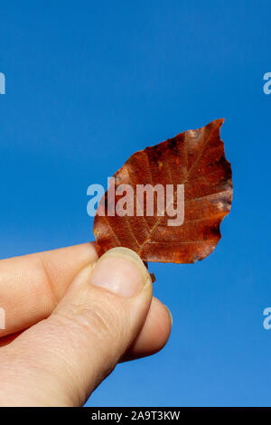 Kaukasische hand mit einem gefallenen Herbst Blatt in hellen Farben Stockfoto