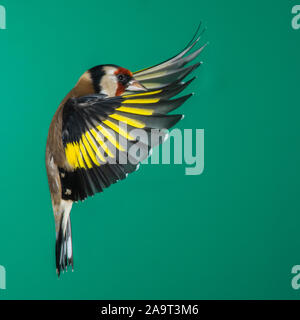 Ein Stieglitz (Carduelis carduelis) bei Verwendung von High Speed Flash im freien Flug in Großbritannien fotografiert. Stockfoto