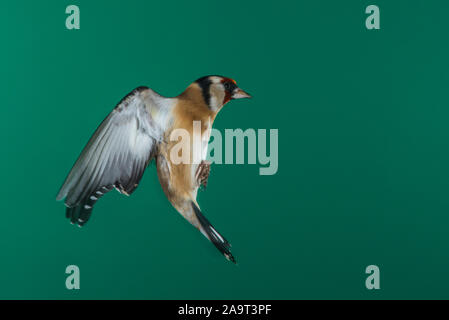 Ein Stieglitz (Carduelis carduelis) bei Verwendung von High Speed Flash im freien Flug in Großbritannien fotografiert. Stockfoto