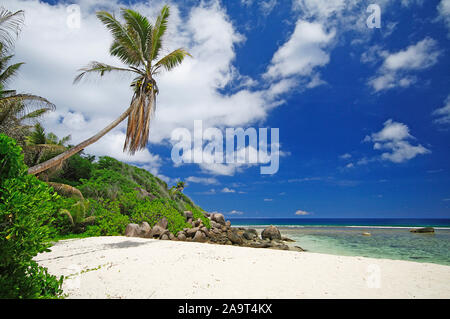Palmen, Takamaka Bäume und Granitfelsen der Strand der Anse Forbans, Mahe, Seychellen Stockfoto
