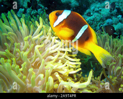 /Rotmeer-Anemonenfisch Amphiprion bicinctus/Clownfisch Anemonenfisch //Nemo im Thunfischwadenfänger/Wirtanemone Symbioseanemone/Anemone/Seeanemone in ein Stockfoto