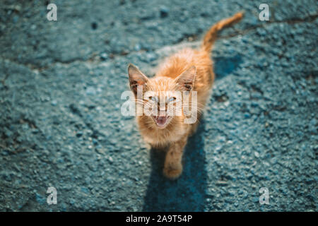 Dreckig, düster, kränklich Rote Kätzchen barmherzig Miaut auf der Straße. Obdachlose Ginger Cat Outdoor in der Straße. Stockfoto