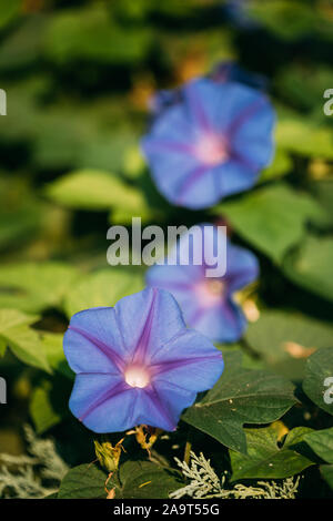 Blühende rosa Blüten von Ipomoea purpurea Im Sommer Garten. Stockfoto