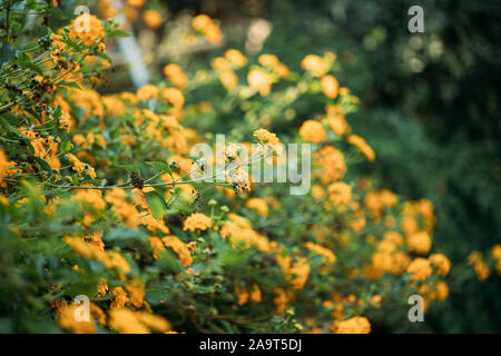 Blühenden gelben Blüten von Lantana im Garten. Stockfoto