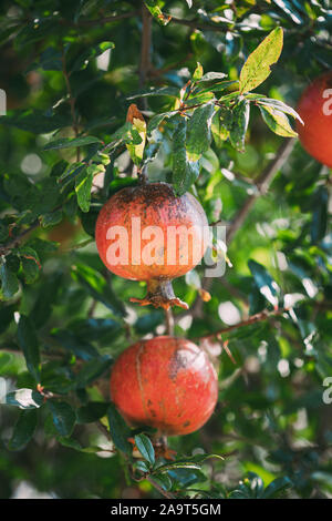 Reife Granatäpfel Hängen auf Niederlassung im Herbst Saison. Stockfoto