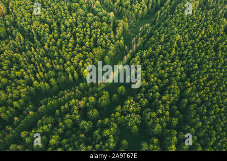 Luftaufnahme von grünem Wald Landschaft. Top Blick vom Hohen Haltung im Sommer Abend. Kleine Sumpf Bog im Nadelwald. Drone Ansicht. Bird's Eye Vie Stockfoto