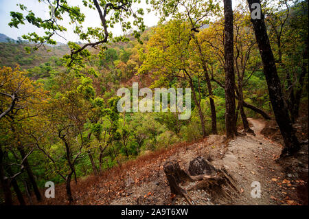 Dichten Wald an der Nandhour Tal, Kumaon Hügel, Uttarakhand, Indien Stockfoto