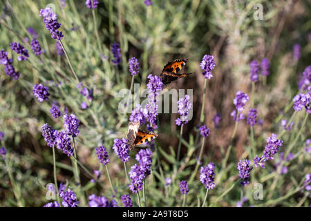 Bunte Schmetterling am Lavendel blühen Blumen Stockfoto