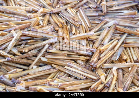 Razor clam Muscheln im Markt. Essen. Stockfoto