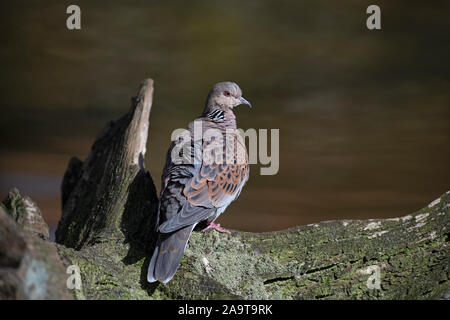 Turtle Dove-Streptopelia turtur. Stockfoto