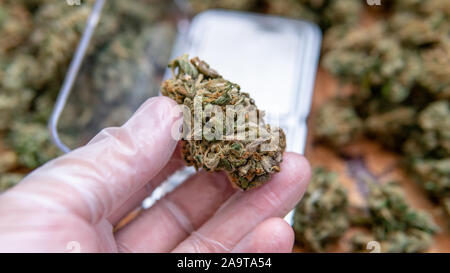 Die Kontrolle der Qualität von Marihuana Knospen in männlicher Hand. Die Kontrolle der Qualität von medizinischen Marihuana in Amerika Stockfoto