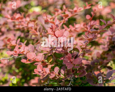 Makro Foto des Japanischen Bush die Berberitze (Berberis thunbergii) ** Hinweis: Geringe Tiefenschärfe Stockfoto