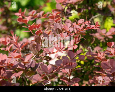 Makro Foto des Japanischen Bush die Berberitze (Berberis thunbergii) ** Hinweis: Geringe Tiefenschärfe Stockfoto