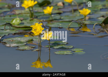 Dichte schwimmende frisches Wasser Vegetation gesäumten Wasserlilie (nymphoides Peltata) Stockfoto