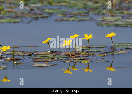 Seerosen (nymphoides Peltata) auf dem Fluss im Sommer Stockfoto