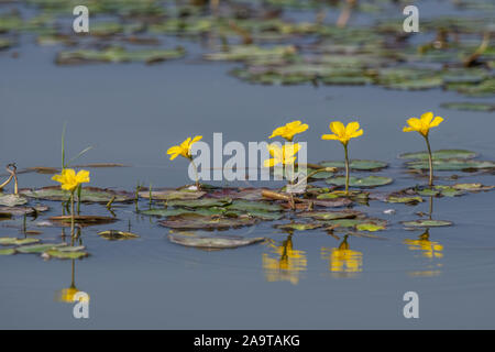 Floating Heart, eingesäumt, villarsia nymphoides,, Seerosen, Wasserpflanzen, Hintergrund, schöne, Bett, Biene, Blüte, botanische, Stadt, Nahaufnahme, Ökologie, Enviro Stockfoto