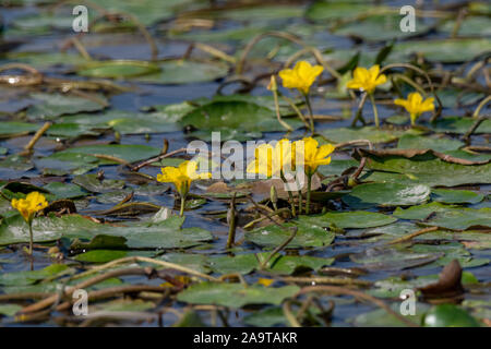 Dichte schwimmende frisches Wasser Vegetation gesäumten Wasserlilie (nymphoides Peltata) Stockfoto