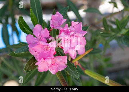 Rosa Blumen (Oleander Nerium oleander). Blühender Oleander mit schönen rosa Blüten Nahaufnahme. Stockfoto