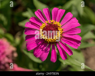 Nahaufnahme von dahlien im garten - die Blume in voller Blüte mit Blüten in Schattierungen von rosa, rot, orange und gelb. Stockfoto