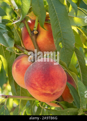 Reife leckere Pfirsich Baum im sonnigen Sommer Obstgarten. Wählen Sie eigene Obstplantage mit Baum Reifen Freestone Pfirsiche. Leckere und gesunde Bio-Ernährung. Stockfoto