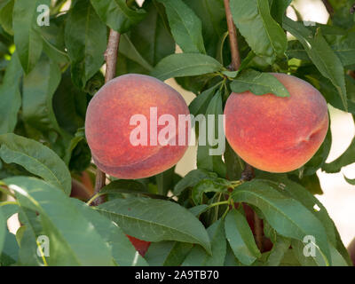 Reife leckere Pfirsich Baum im sonnigen Sommer Obstgarten. Wählen Sie eigene Obstplantage mit Baum Reifen Freestone Pfirsiche. Leckere und gesunde Bio-Ernährung. Stockfoto