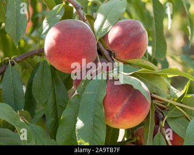 Reife leckere Pfirsich Baum im sonnigen Sommer Obstgarten. Wählen Sie eigene Obstplantage mit Baum Reifen Freestone Pfirsiche. Leckere und gesunde Bio-Ernährung. Stockfoto