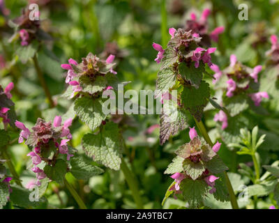 Red Dead - Brennnessel (Lamium Purpureum) Pflanze in Blüte. Eine Pflanze mit dunklen roten Blüten auch als lila und purpur archangle deadnettle in der Familie L bekannt Stockfoto