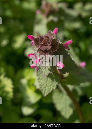 Red Dead - Brennnessel (Lamium Purpureum) Pflanze in Blüte. Eine Pflanze mit dunklen roten Blüten auch als lila und purpur archangle deadnettle in der Familie L bekannt Stockfoto