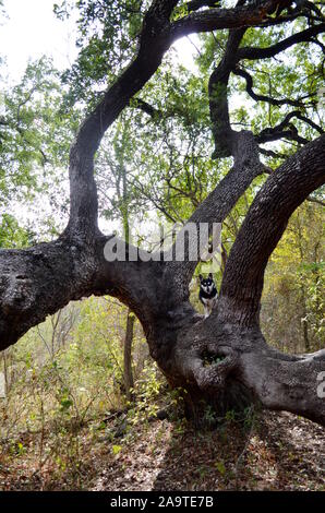 Austin, Texas - Fluss, die Husky - mutt, steigt eine alte live oak beim Wandern in McKinney Falls State Park. Stockfoto