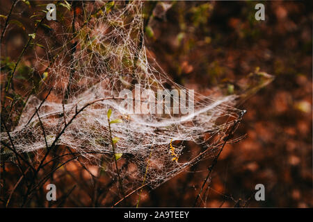 Spider Web auf einem Zweigniederlassungen, die in einem Wald auf einen Herbst Tag Stockfoto