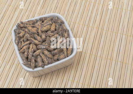 Essbare Insekten - gesalzene kleine Heimchen möglicherweise Gryllus assimilis - auf Bambus Matte. Entomophagy, essbare käfer, insekt Superfoods, Insekten als neuartige Lebensmittel Stockfoto