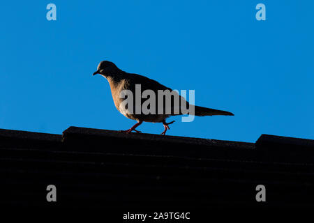 Adelaide, Australien, 18. November 2019. Eine Silhouette gefleckte Taube (Spilopelia Chinensis) zu Fuß auf einem Dach bei Sonnenaufgang in Adelaide, South Australia. Credit: Amer ghazzal/Alamy leben Nachrichten Stockfoto