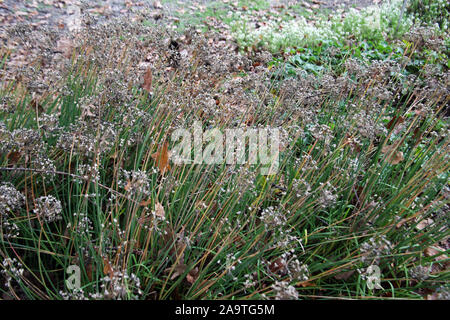 Pflanzen und Blumen im Herbst, Zagreb, Kroatien Stockfoto