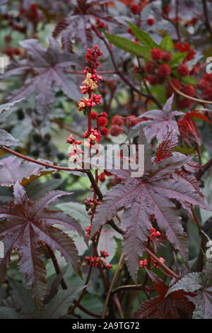 Pflanzen und Blumen im Herbst, Zagreb, Kroatien Stockfoto