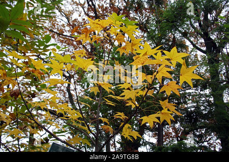 Pflanzen und Blumen im Herbst, Zagreb, Kroatien Stockfoto