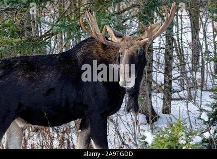 Alces alces, wilde reife männliche Elch mit großen Geweih, Hals Bell wie Spitzbart und dunklen Fell, stehend im verschneiten Wald im Winter Algonquin Provincial Park Stockfoto