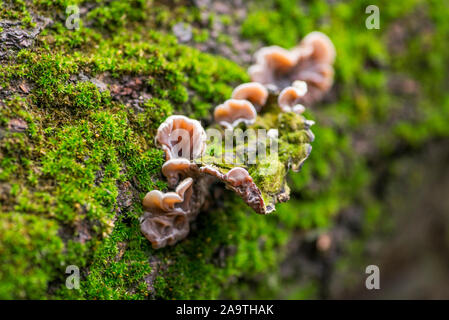 Baumrinde mit grünem Moos. Schönen Hintergrund von Moss für Tapeten. Stockfoto
