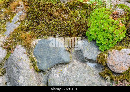 Stapel der große Granit Pflastersteine oder Felsbrocken überwachsen mit Moos, Flechten und Garten Pflanzen Sukkulenten. Nähe zu sehen. Stockfoto