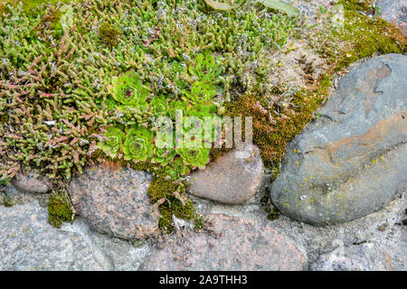 Stapel der große Granit Pflastersteine oder Felsbrocken überwachsen mit Moos, Flechten und Garten Pflanzen Sukkulenten. Nähe zu sehen. Stockfoto