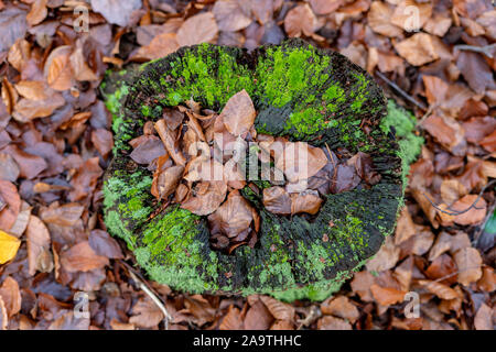 Alten verfallenen sommergrüne Baum. Trockene Laubwälder Baum Blätter im Wald. Herbst Saison. Stockfoto